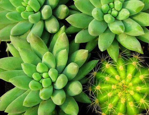 Cây[-]hoa[-]đã[-]là[-]một